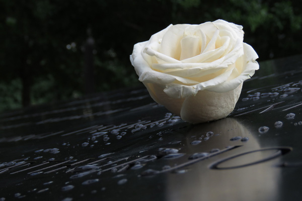 Trauerfeiern - Weiße Rose auf einem schwarzen Untergrund